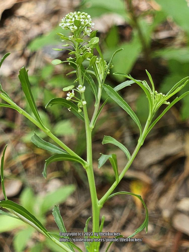 Photo of Virginia Peppergrass (Lepidium virginicum) uploaded by WebTucker