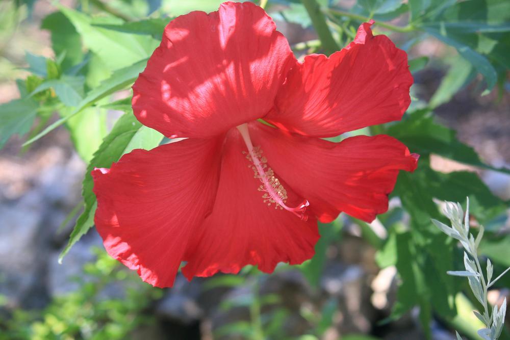 Photo of Hybrid Hardy Hibiscus (Hibiscus 'Lord Baltimore') uploaded by GrammaChar