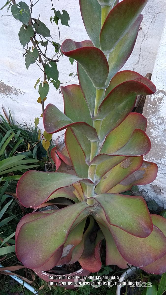 Photo of Paddle Plant (Kalanchoe thyrsiflora) uploaded by Huertayjardineria