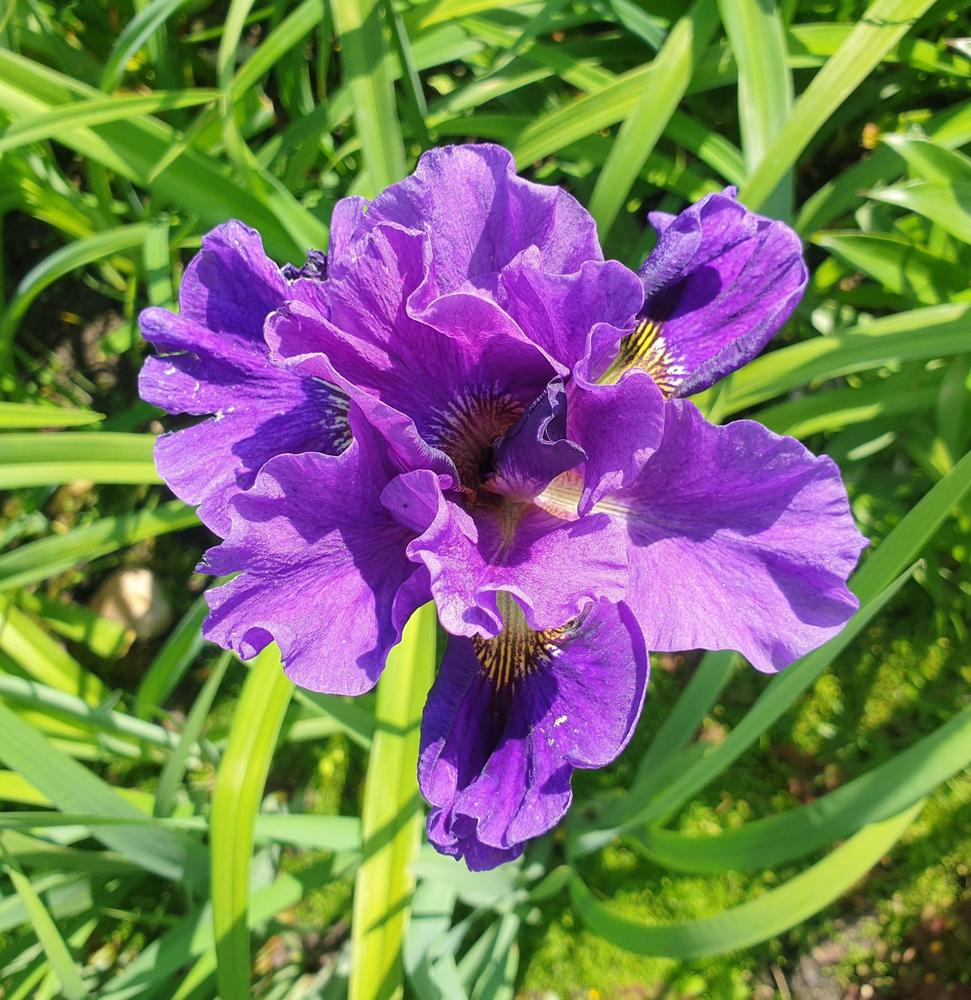 Photo of Siberian Iris (Iris 'Double Standards') uploaded by Kanna