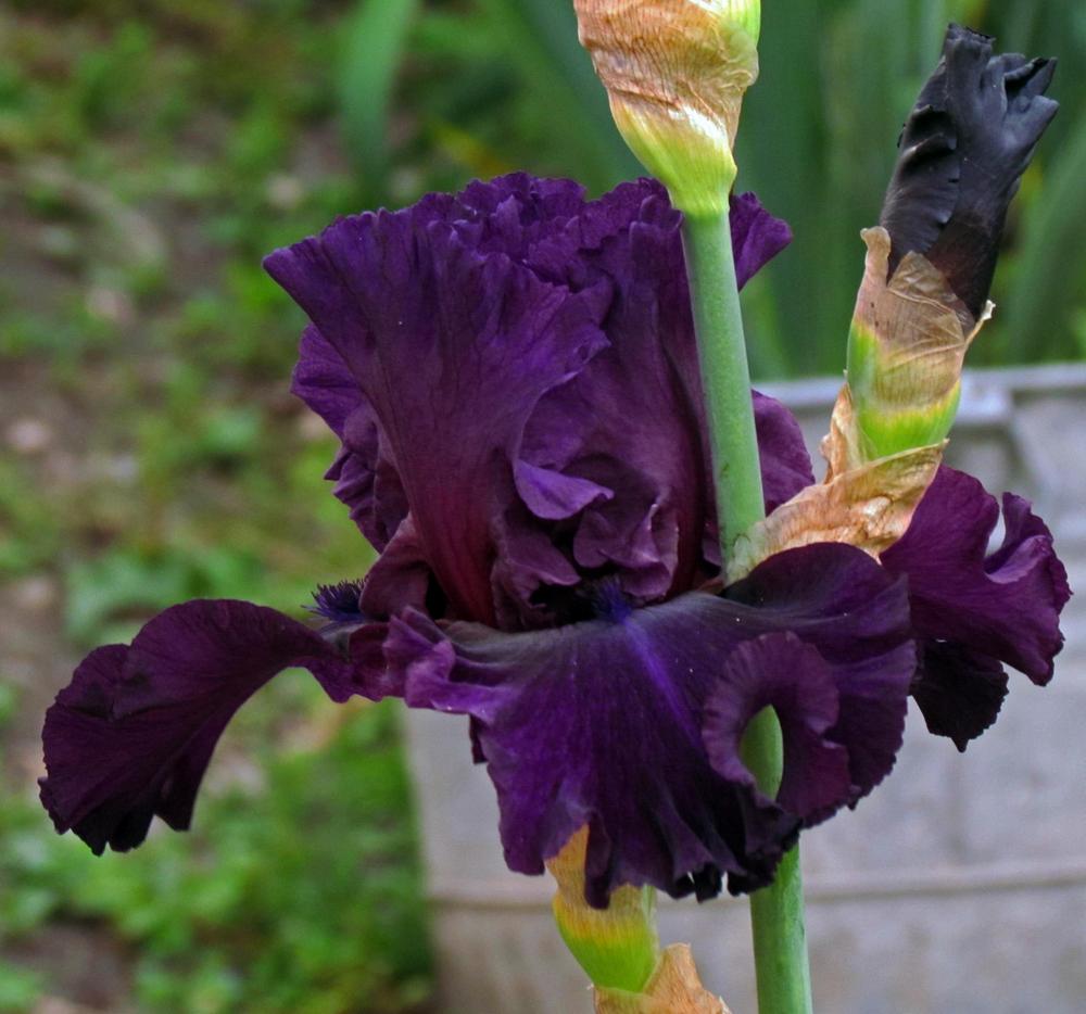 Photo of Tall Bearded Iris (Iris 'Royal Majesty') uploaded by LynNY