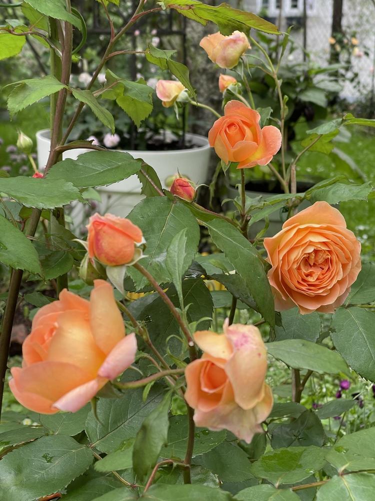 Photo of Rose (Rosa 'Lady Emma Hamilton') uploaded by MargitVienna