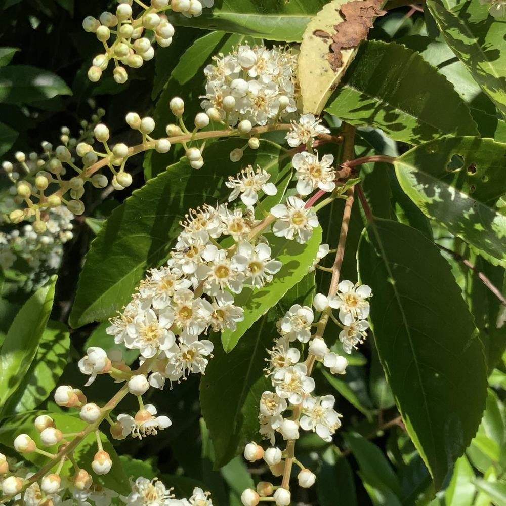 Photo of Portuguese Cherry Laurel (Prunus lusitanica) uploaded by bumplbea