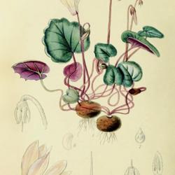 
Date: c. 1923
illustration by L. Snelling from 'Curtis's Botanical Magazine', 1