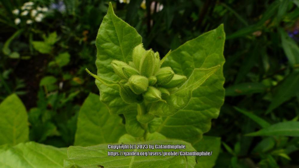 Photo of Woodland Tobacco (Nicotiana sylvestris) uploaded by Galanthophile