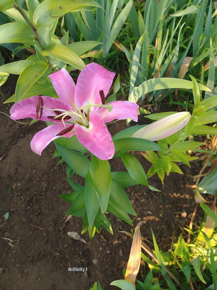 Photo of Lily (Lilium 'Pink Palace') uploaded by HoodLily