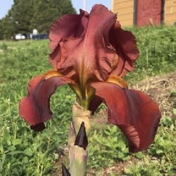 Location: The Black Hills, SD
Date: 6/13/2023
First Iris Bloom of the Season