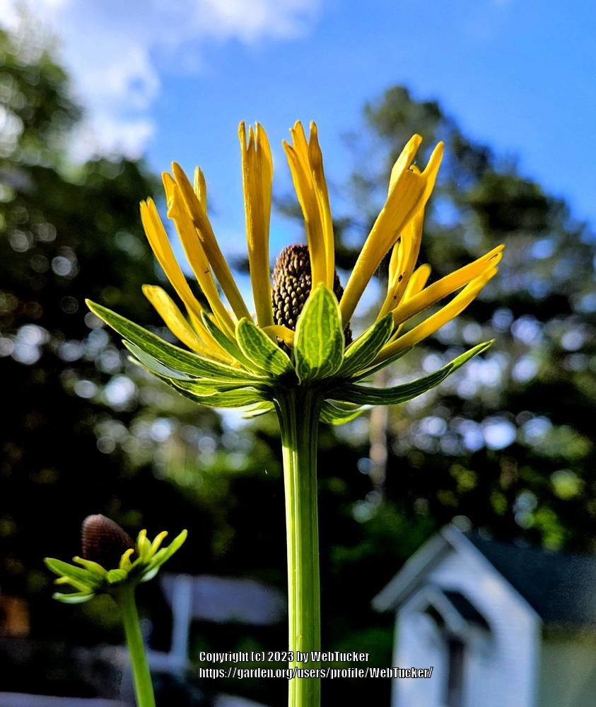 Photo of Large Coneflower (Rudbeckia maxima) uploaded by WebTucker