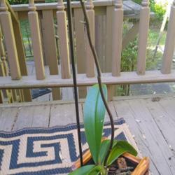 Location: Atlanta  USA
Date: 2023-05-03
Phalenopsis was rescue from clearance bin of Big box hardware sto