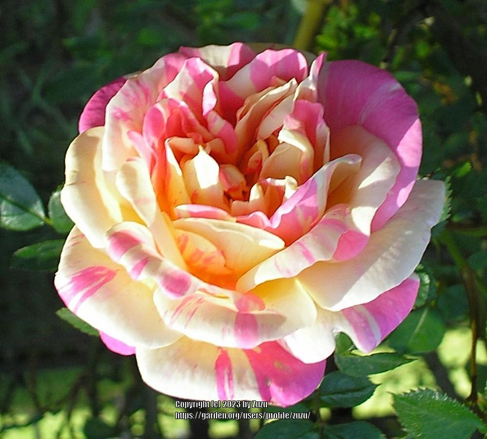 Photo of Rose (Rosa 'Fiesta') uploaded by zuzu