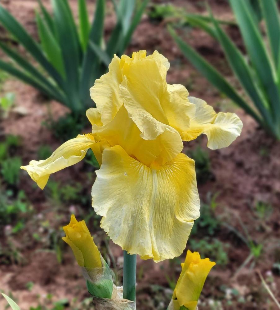 Photo of Tall Bearded Iris (Iris 'Pleasant Peasant') uploaded by Bitoftrouble