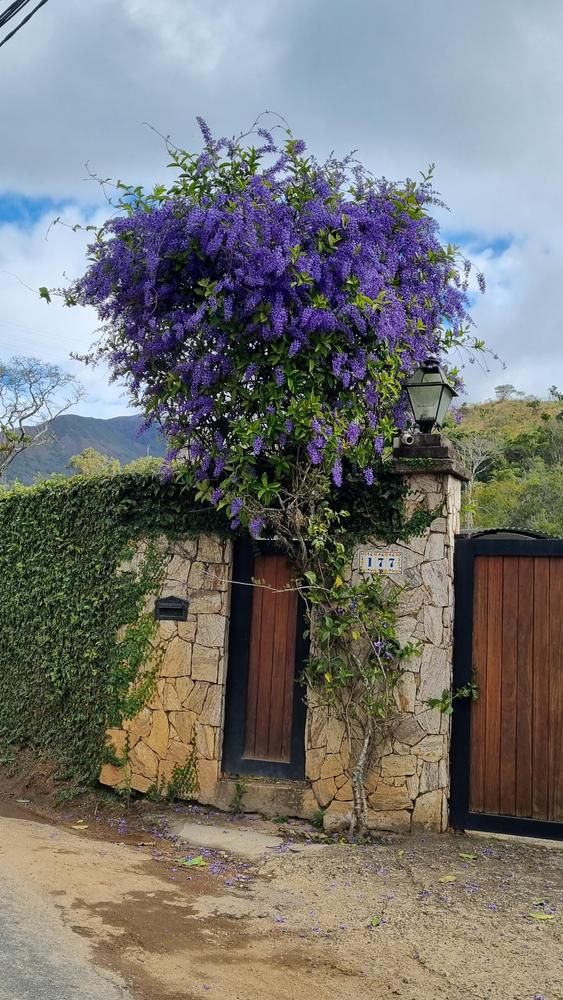 Photo of Queen's Wreath (Petrea volubilis) uploaded by EpisciaLady