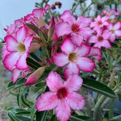 Location: My garden in Tampa, Florida
Date: 2023-06-13
My desert rose bought from BBS.