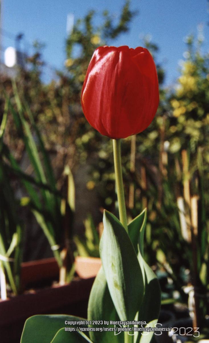Photo of Tulips (Tulipa) uploaded by Huertayjardineria