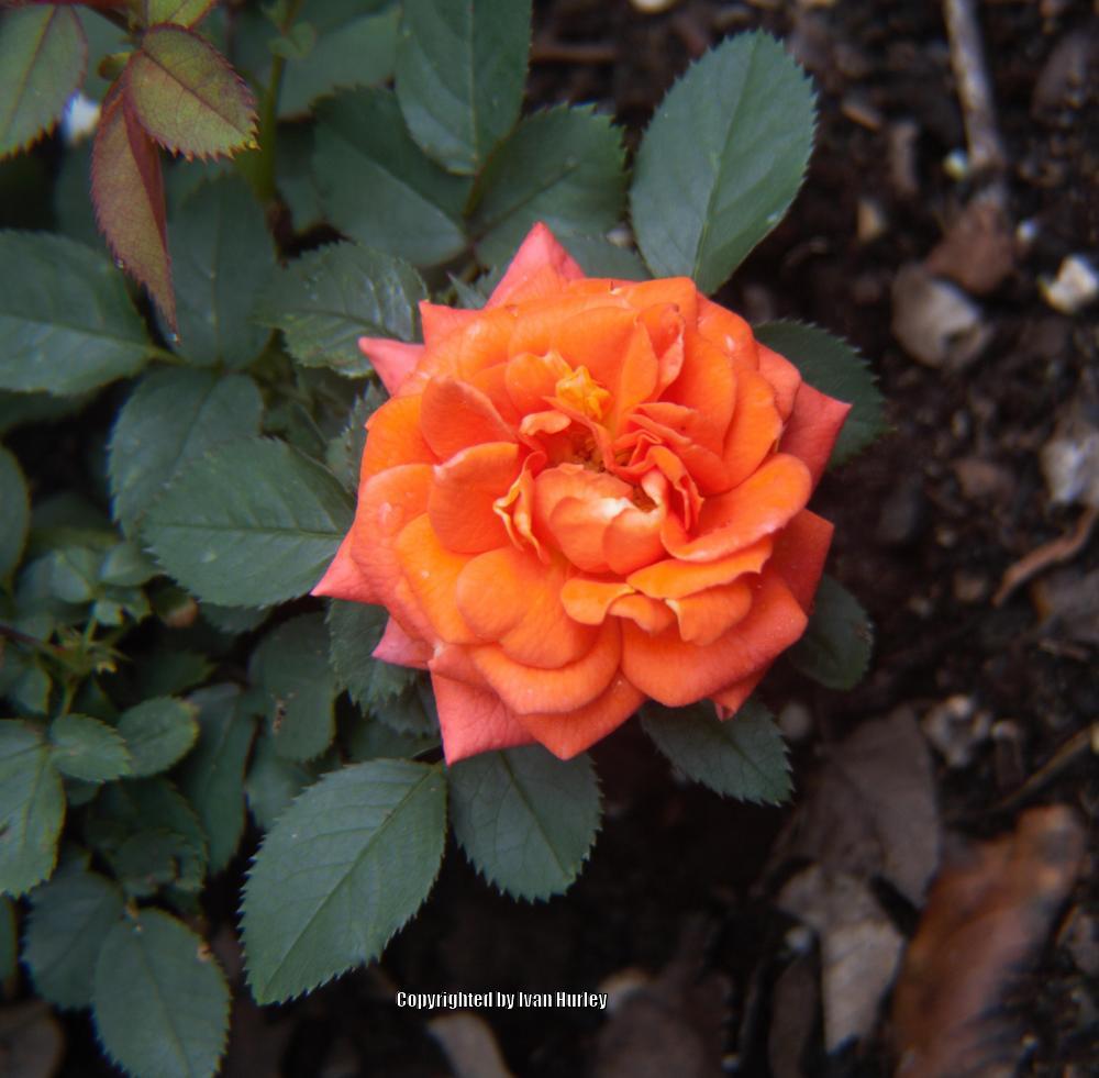 Photo of Rose (Rosa 'Amber Sunblaze') uploaded by Ivan_N_Tx