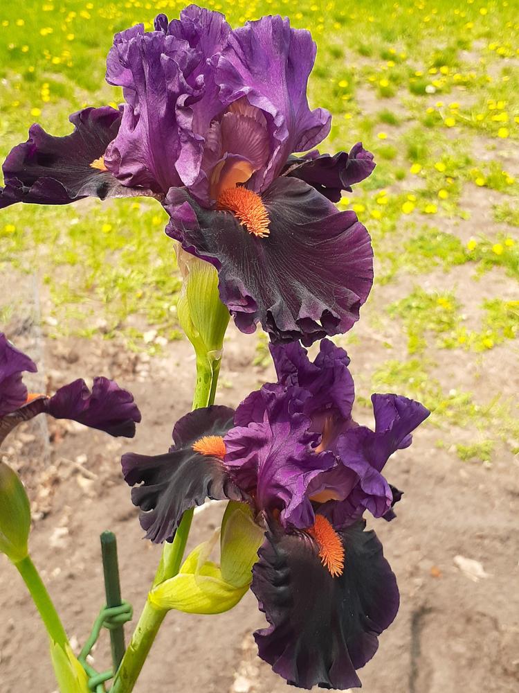 Photo of Tall Bearded Iris (Iris 'Sharp Dressed Man') uploaded by MNdigger