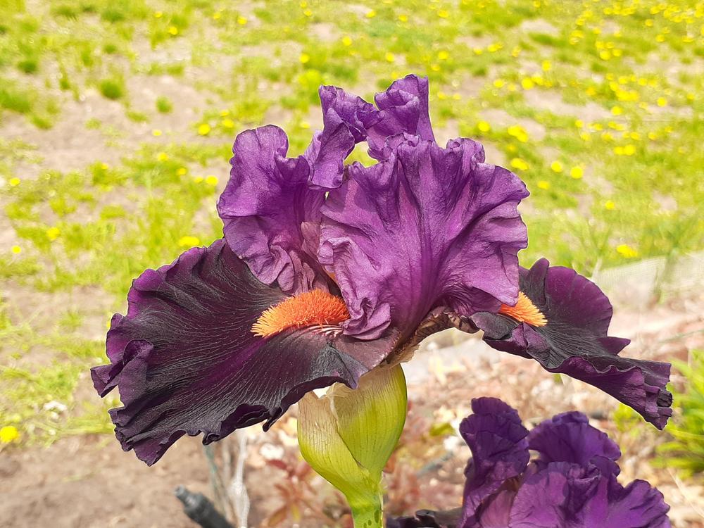 Photo of Tall Bearded Iris (Iris 'Sharp Dressed Man') uploaded by MNdigger