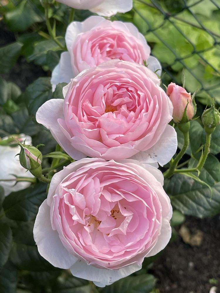 Photo of Rose (Rosa 'Scepter'd Isle') uploaded by MargitVienna