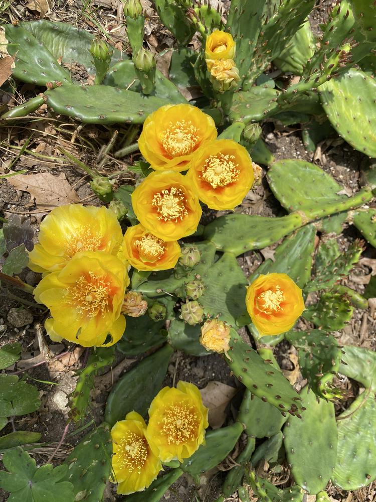 Photo of Eastern Prickly Pear (Opuntia humifusa) uploaded by Ursula