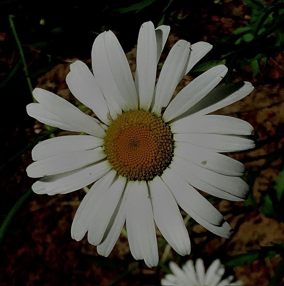 Photo of Oxeye Daisy (Leucanthemum vulgare) uploaded by bumplbea