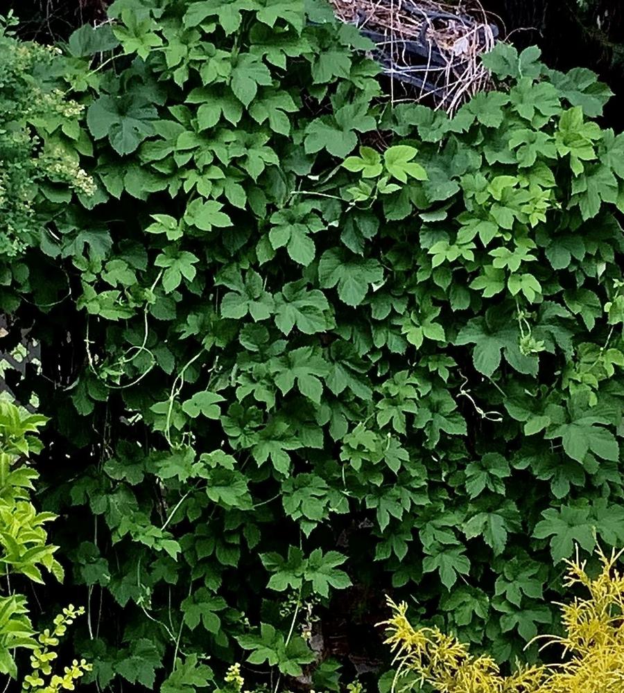 Photo of Hops (Humulus lupulus) uploaded by bumplbea