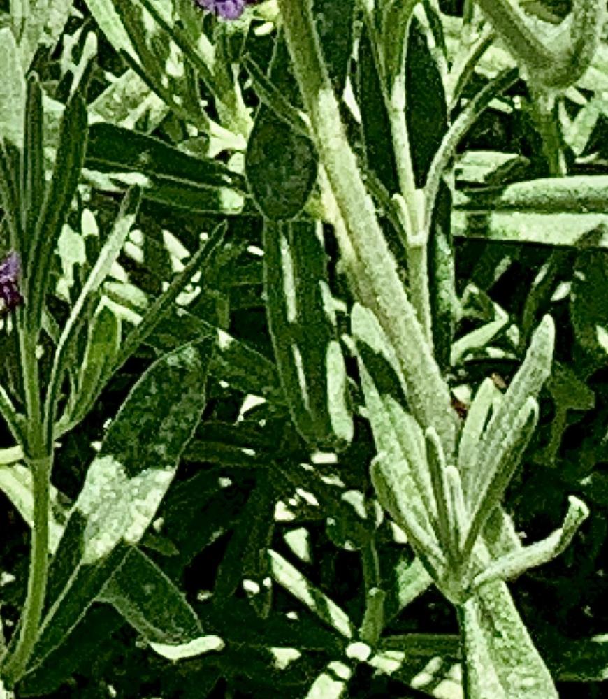 Photo of Spanish Lavender (Lavandula stoechas) uploaded by bumplbea