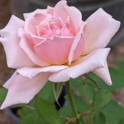 Location: Magnolia, TX
Date: 2023-06-14
Quietness Rose in Bloom