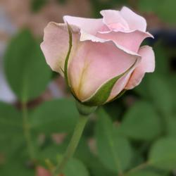 Location: Magnolia, TX
Date: 2023-06-14
Quietness Rose in bud