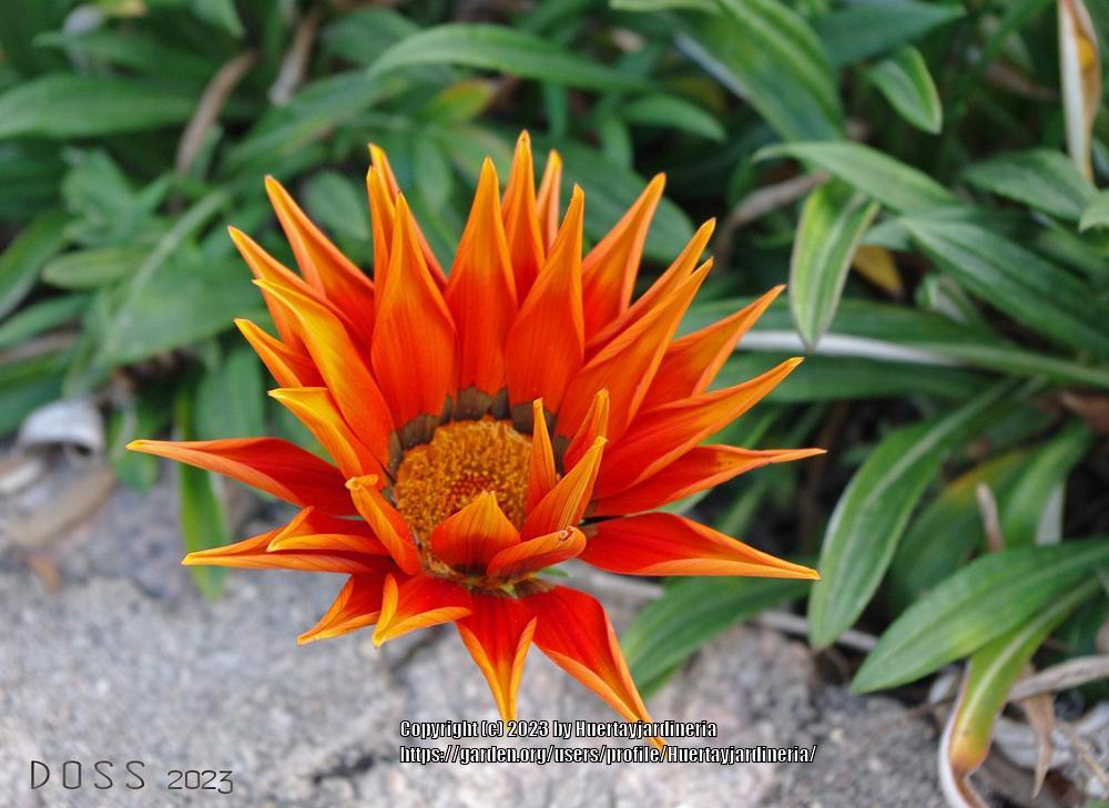 Photo of Treasure Flower (Gazania) uploaded by Huertayjardineria
