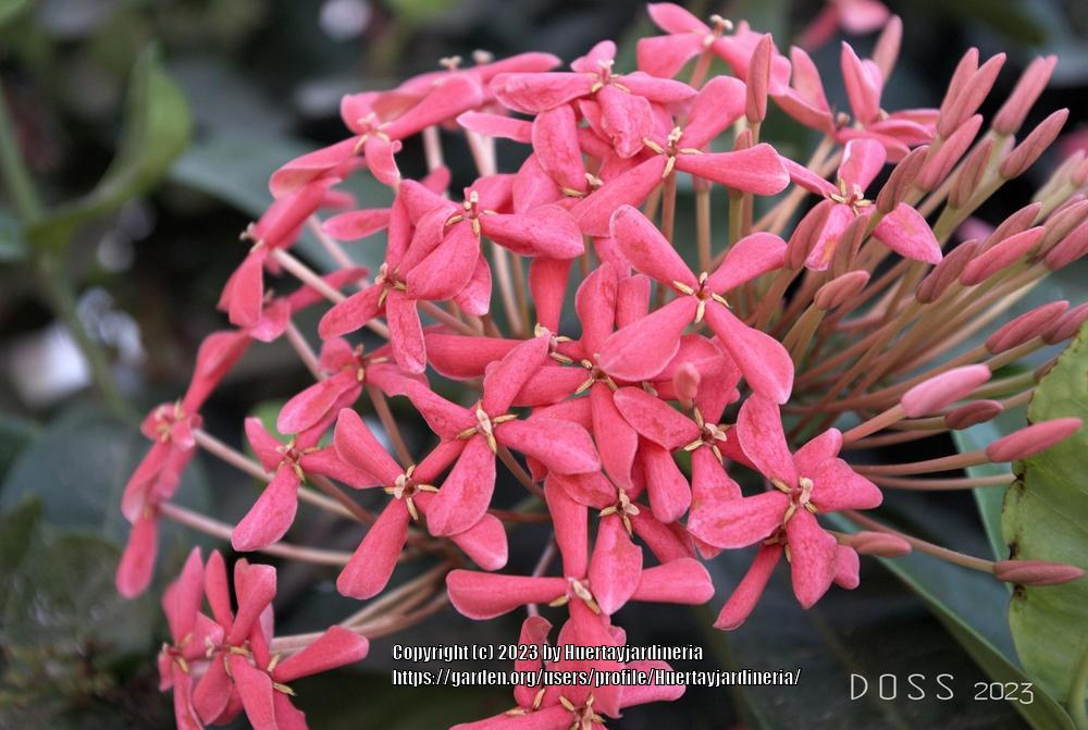 Photo of Jungle Geranium (Ixora coccinea) uploaded by Huertayjardineria