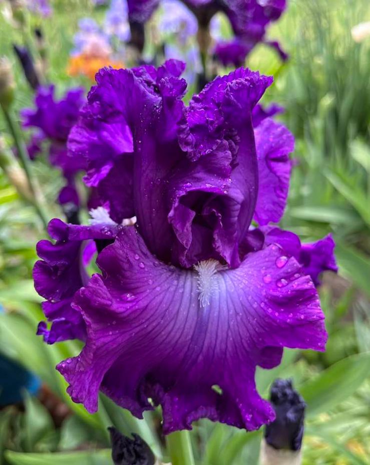 Photo of Tall Bearded Iris (Iris 'Aristocracy') uploaded by MaryDurtschi