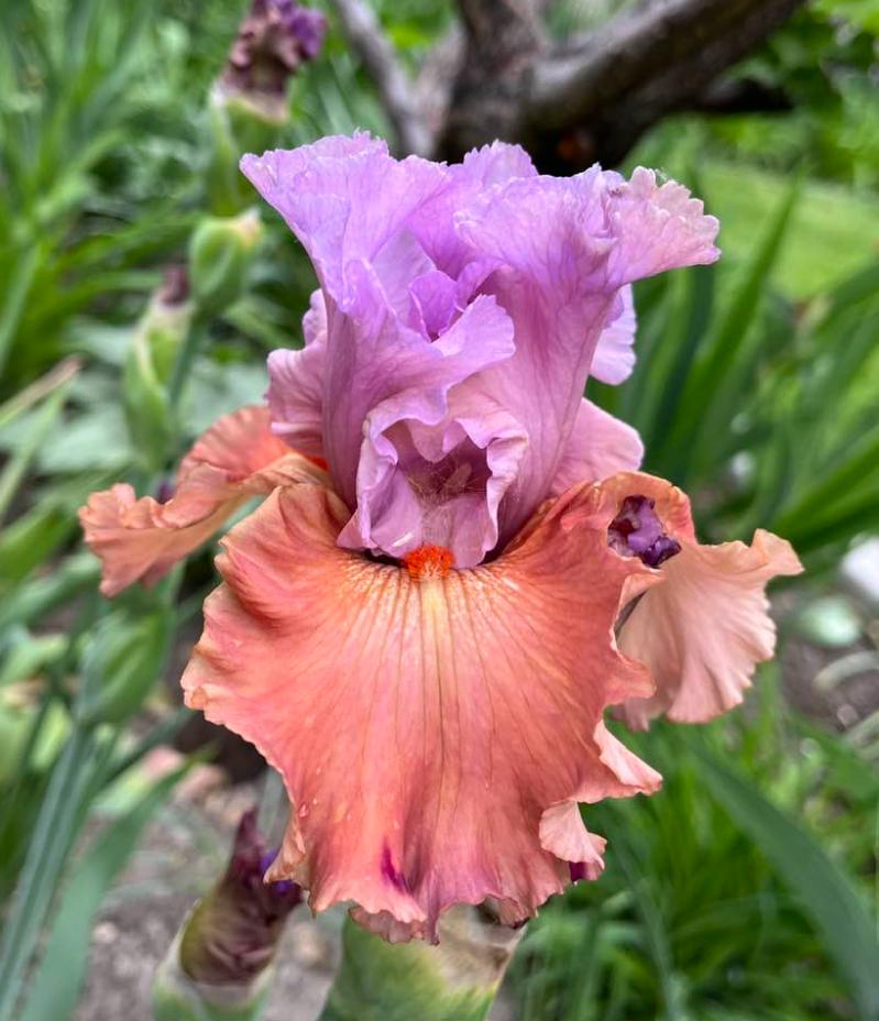 Photo of Tall Bearded Iris (Iris 'Adoree') uploaded by MaryDurtschi