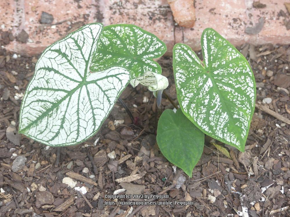 Photo of Fancy-leaf Caladium (Caladium 'White Christmas') uploaded by Peggy8b