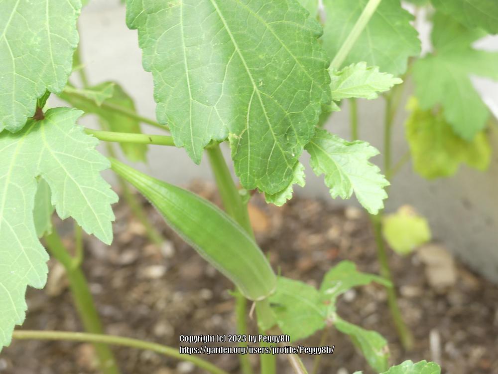 Photo of Okra (Abelmoschus esculentus 'Clemson Spineless') uploaded by Peggy8b