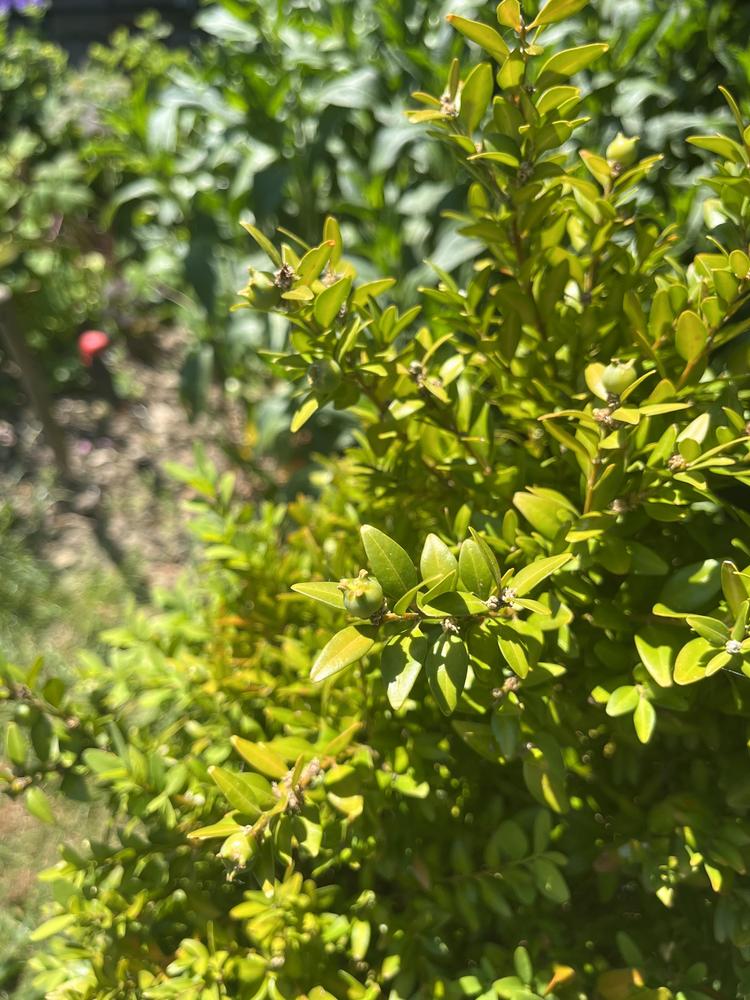 Photo of Common Boxwood (Buxus sempervirens) uploaded by julianwadebtopenworl