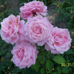Location: My garden in northeast Texas
Date: 2023-05-31
Always produces huge beautiful blooms