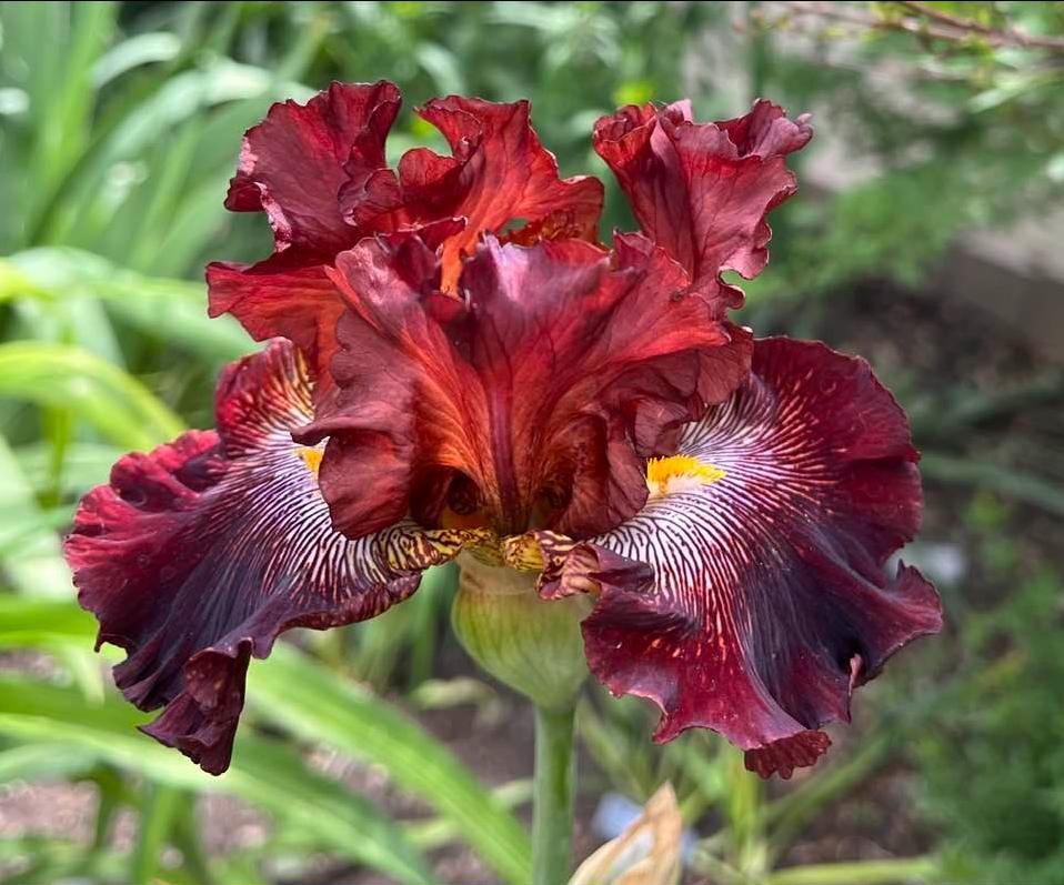 Photo of Tall Bearded Iris (Iris 'Dare Me') uploaded by MaryDurtschi