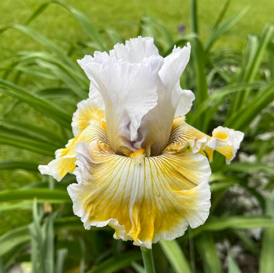 Photo of Tall Bearded Iris (Iris 'Baby I Love You') uploaded by MaryDurtschi