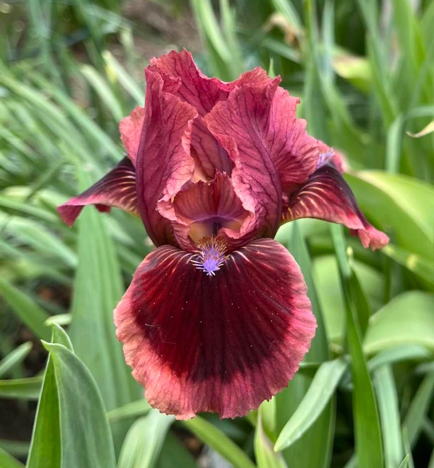 Photo of Standard Dwarf Bearded Iris (Iris 'Cat's Eye') uploaded by MaryDurtschi