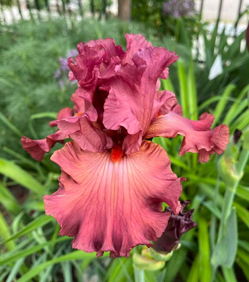 Photo of Tall Bearded Iris (Iris 'Code Red') uploaded by MaryDurtschi
