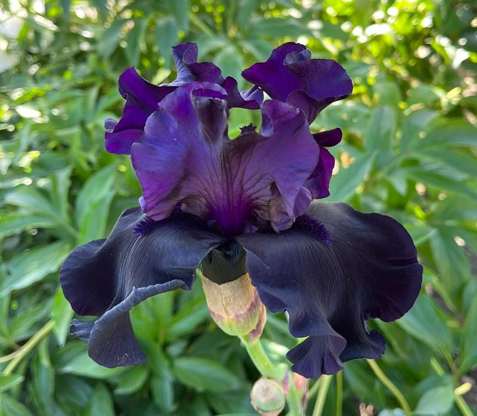 Photo of Tall Bearded Iris (Iris 'Black Is Black') uploaded by MaryDurtschi