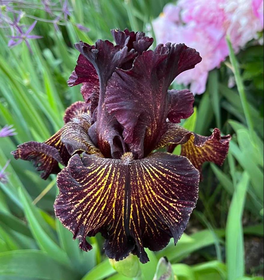 Photo of Tall Bearded Iris (Iris 'Dark Energy') uploaded by MaryDurtschi
