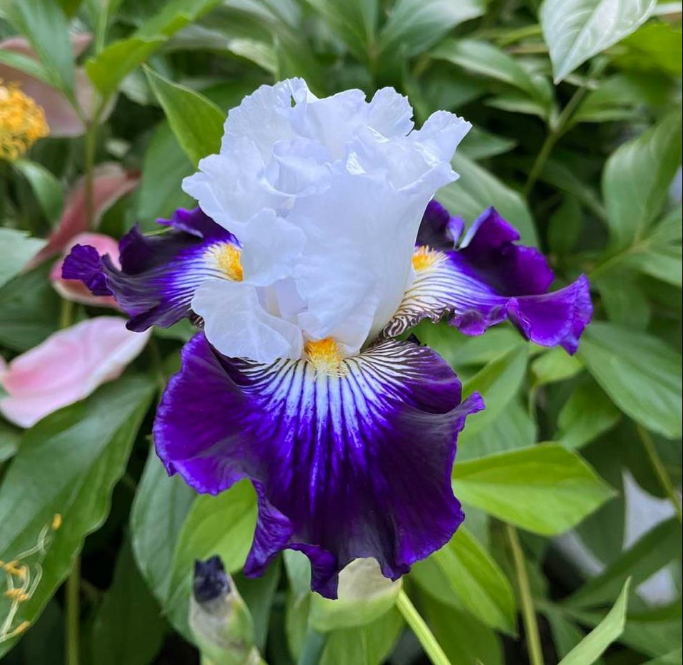Photo of Tall Bearded Iris (Iris 'Dancing Star') uploaded by MaryDurtschi