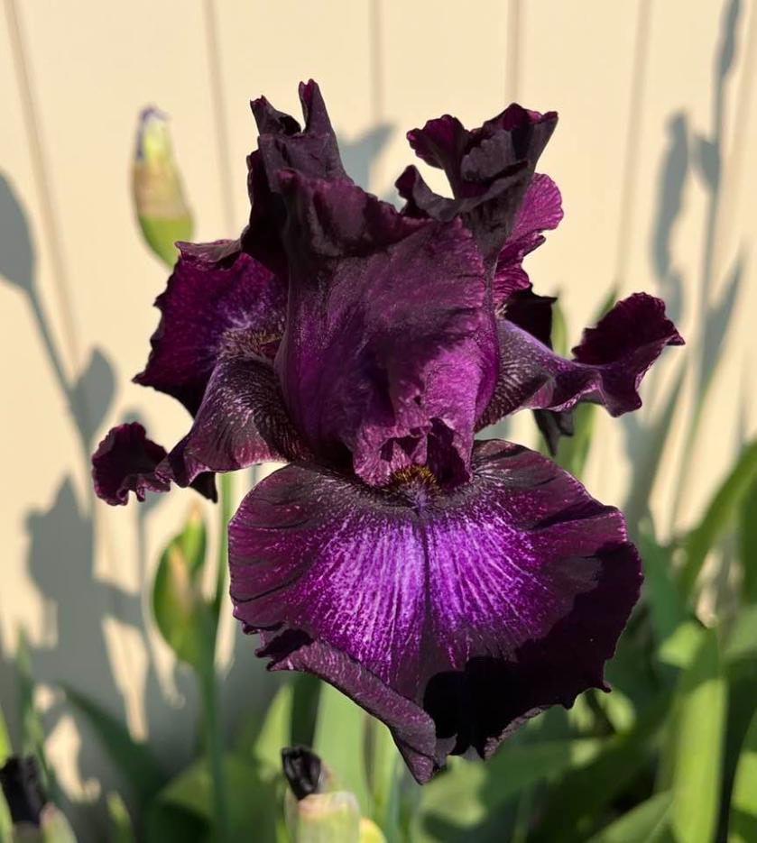 Photo of Tall Bearded Iris (Iris 'Bubble Bubble') uploaded by MaryDurtschi