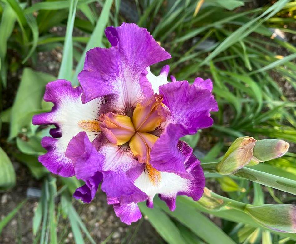 Photo of Tall Bearded Iris (Iris 'Footloose') uploaded by MaryDurtschi