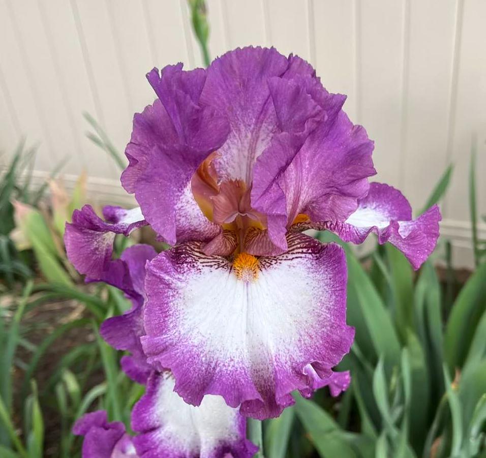Photo of Tall Bearded Iris (Iris 'Footloose') uploaded by MaryDurtschi