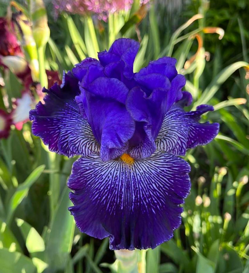 Photo of Tall Bearded Iris (Iris 'Clotho's Web') uploaded by MaryDurtschi
