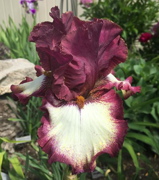 Photo of Tall Bearded Iris (Iris 'Class Ring') uploaded by MaryDurtschi