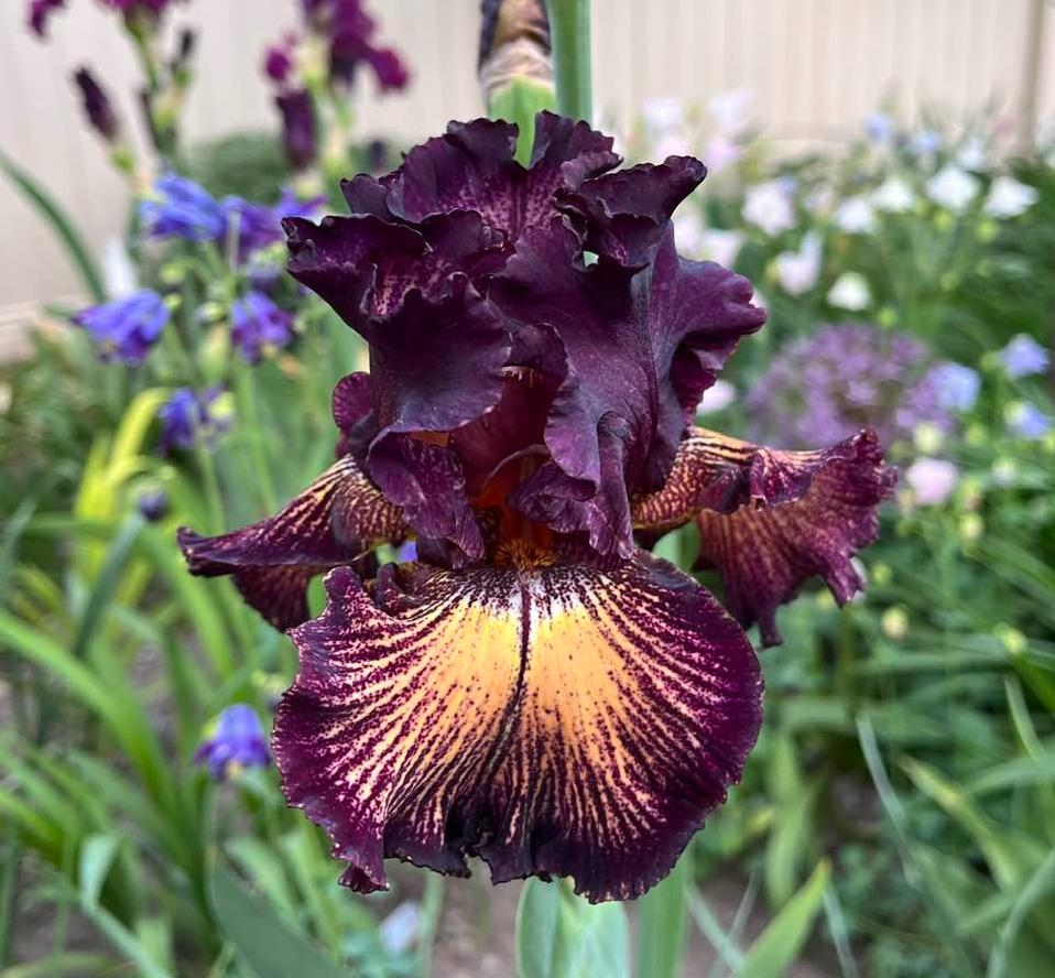 Photo of Tall Bearded Iris (Iris 'Drama Queen') uploaded by MaryDurtschi