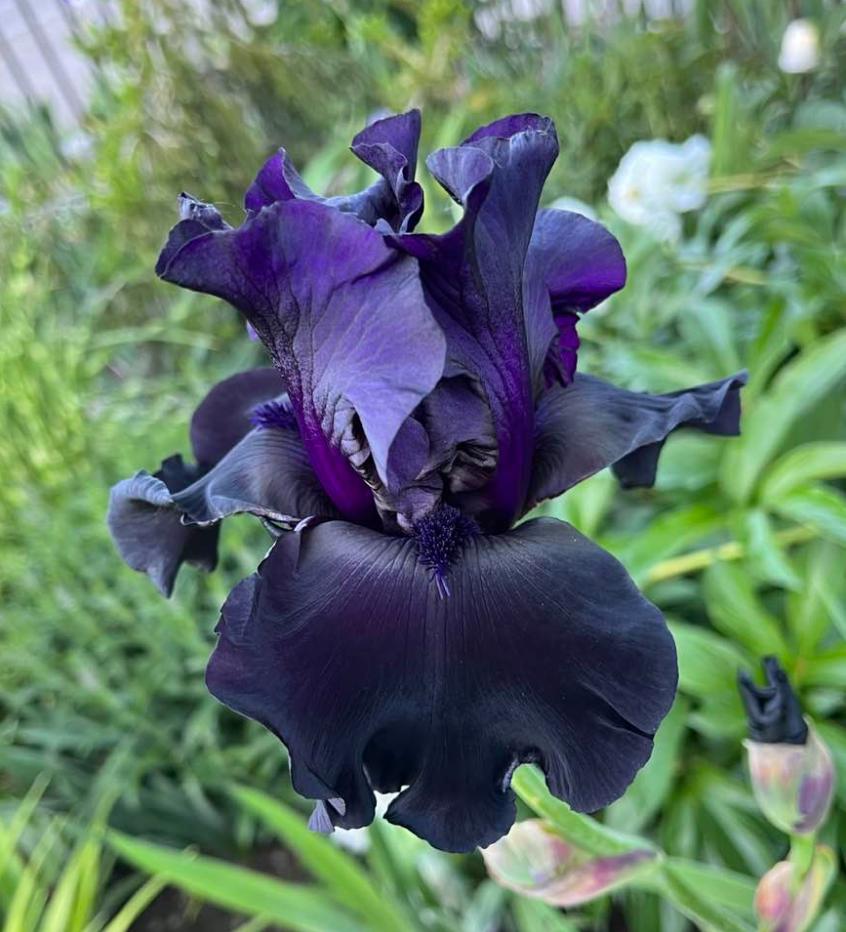 Photo of Tall Bearded Iris (Iris 'Black Is Black') uploaded by MaryDurtschi